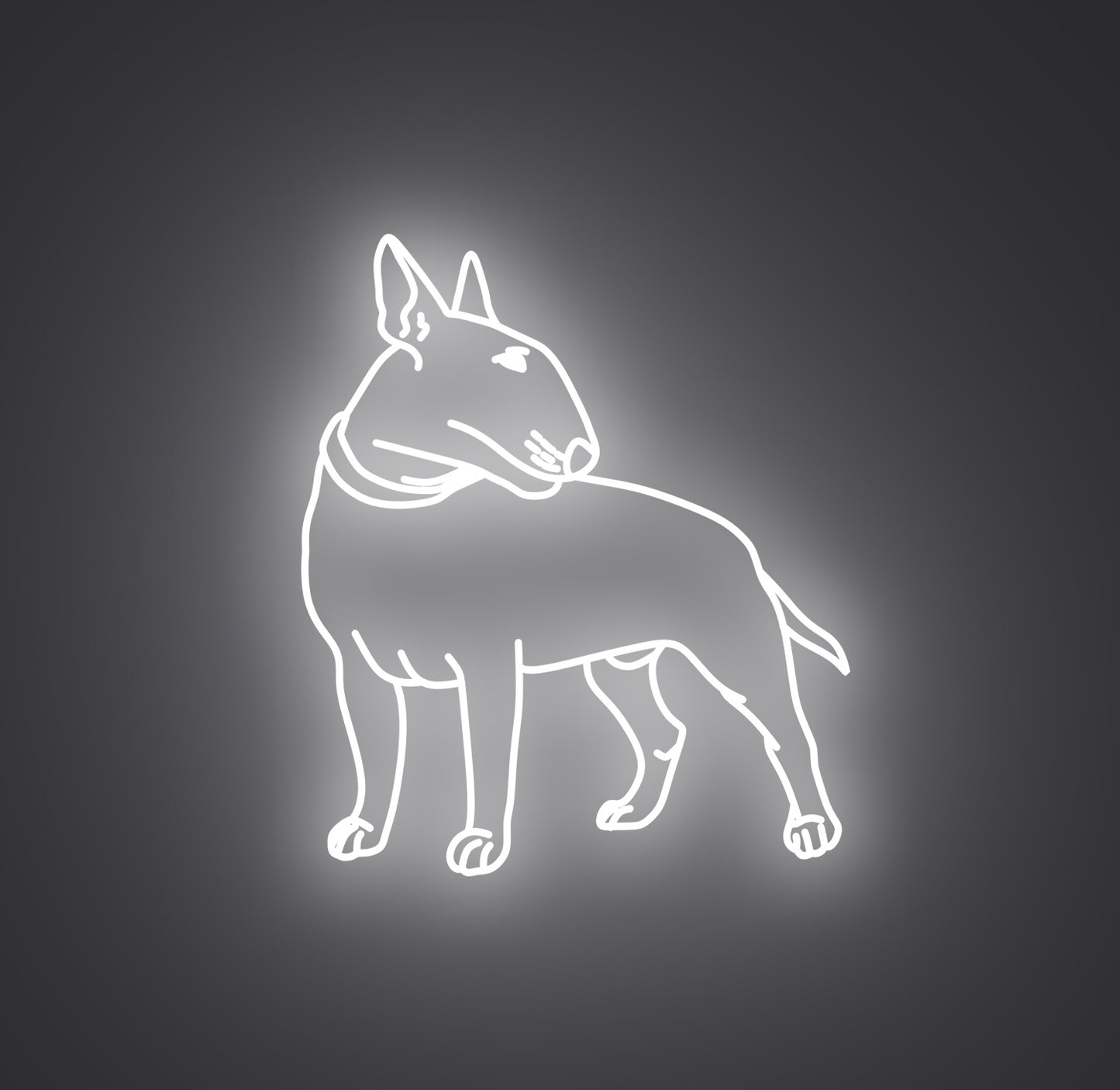 Bull Terrier Dog