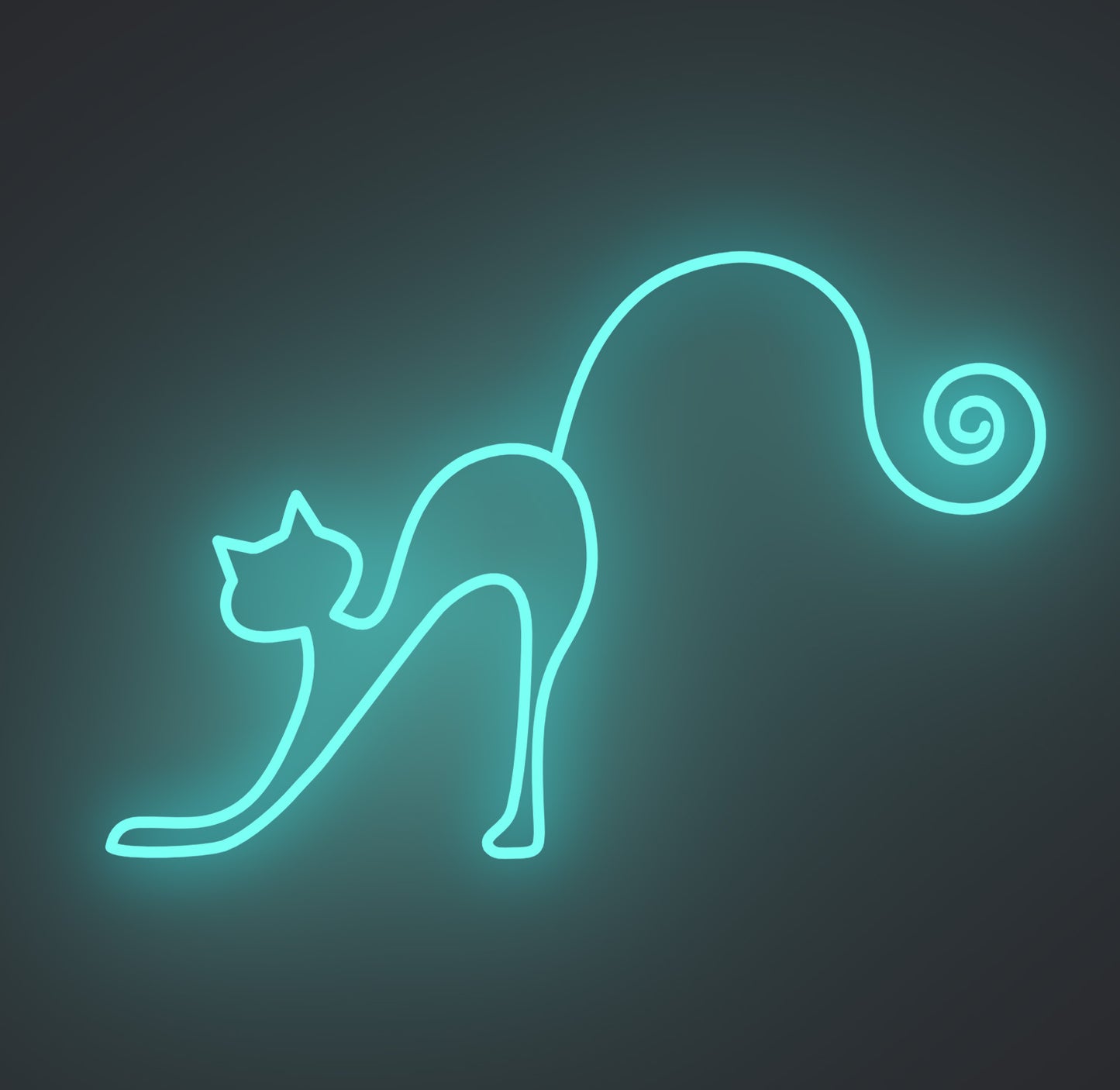 Playful Cat