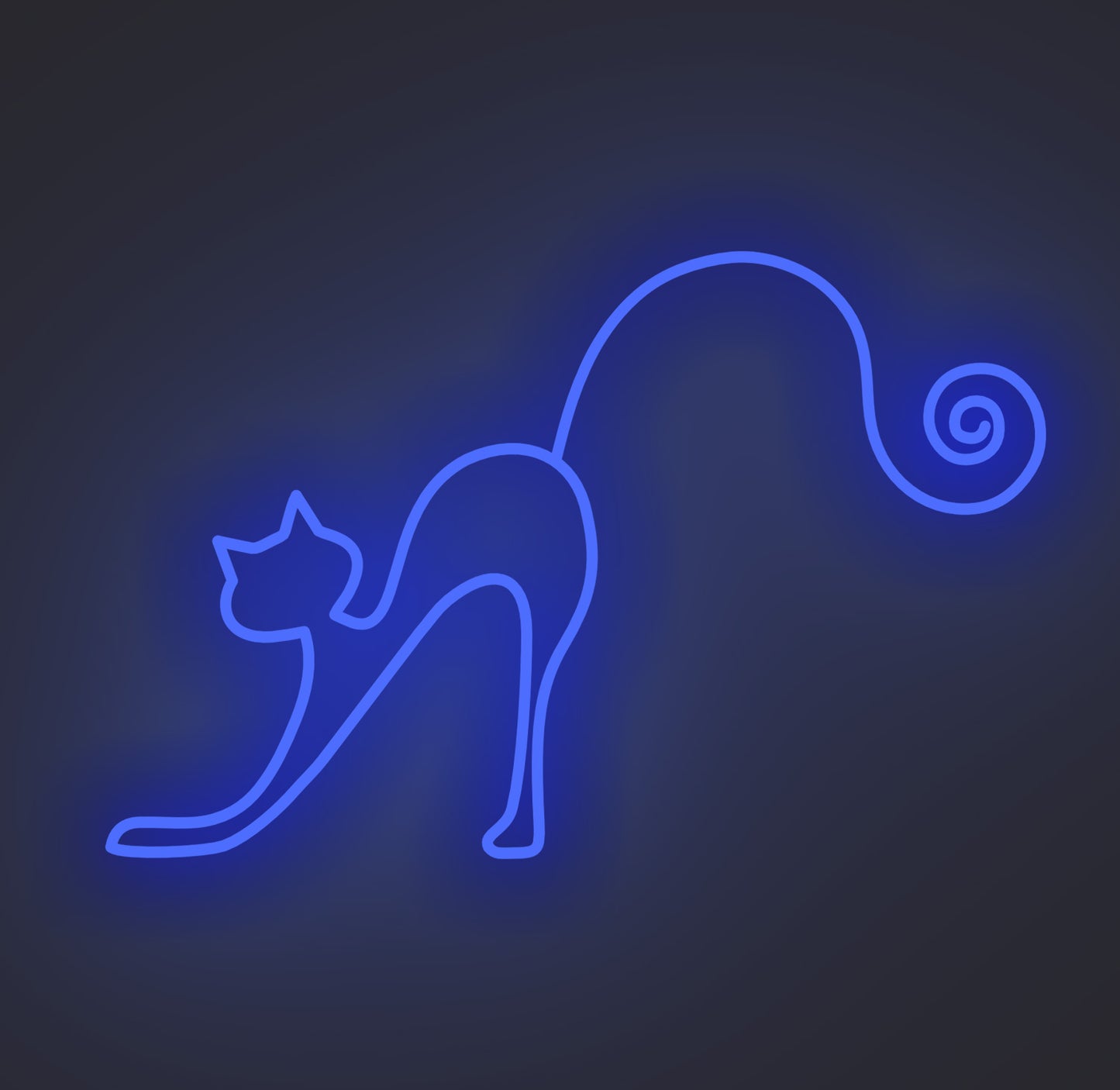 Playful Cat