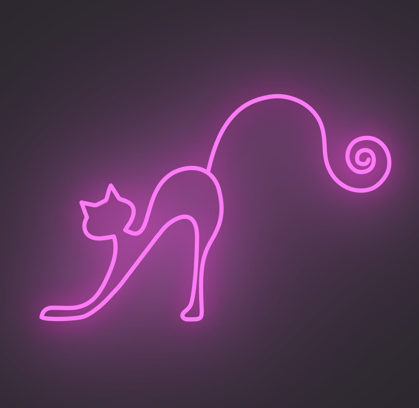 Playful Cat