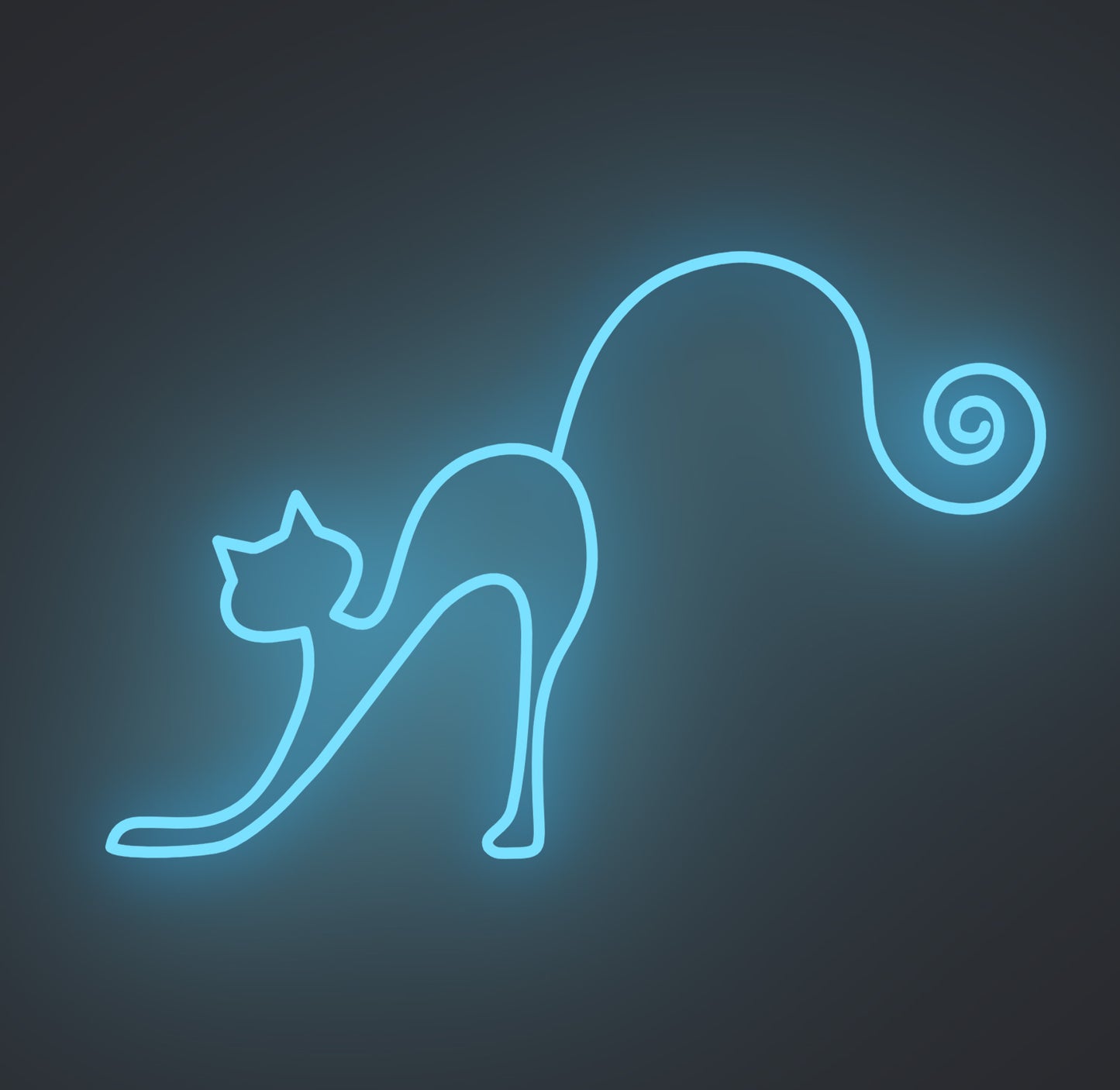Playful Cat