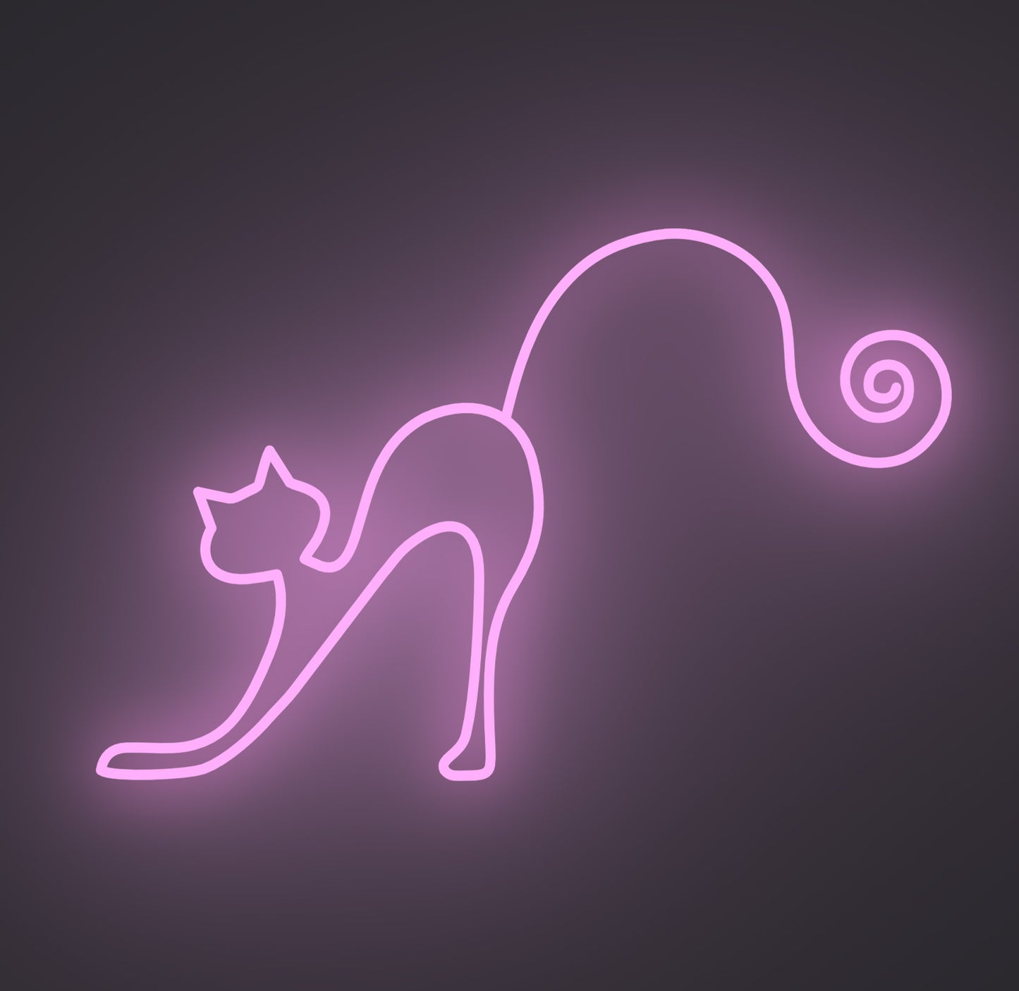 Playful Cat