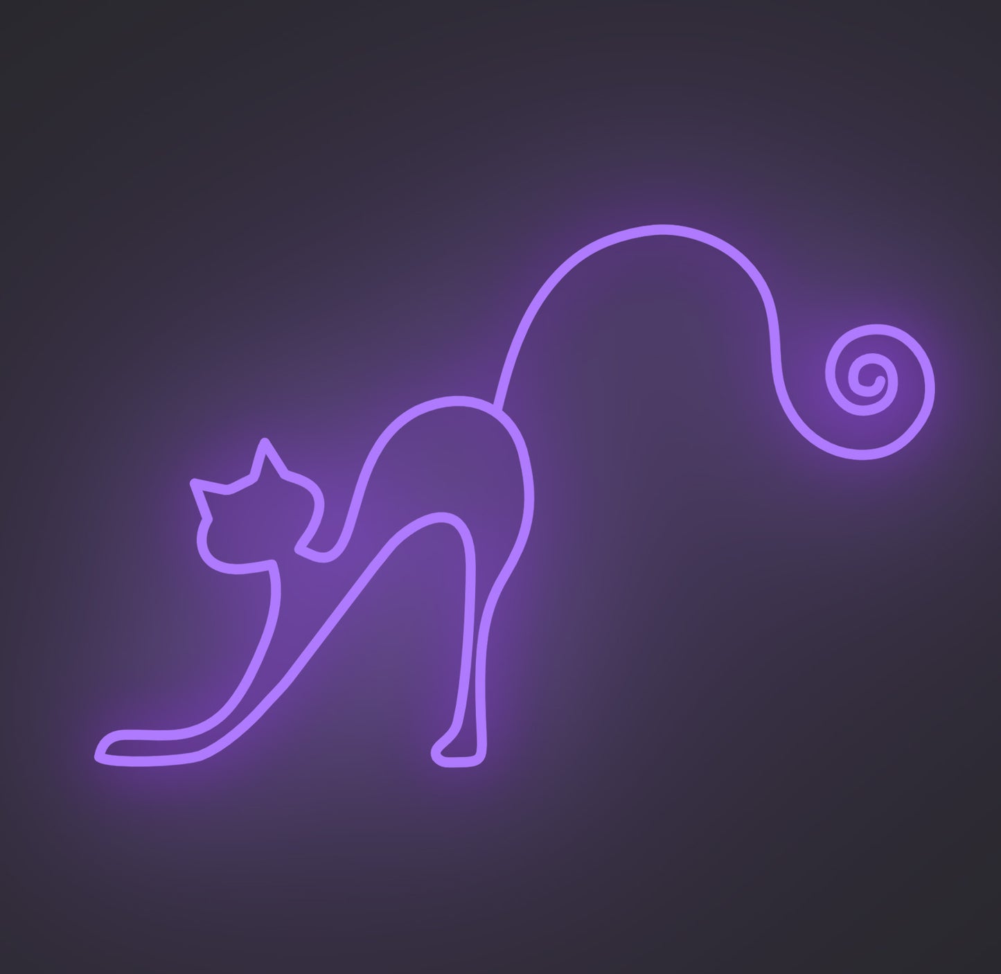 Playful Cat