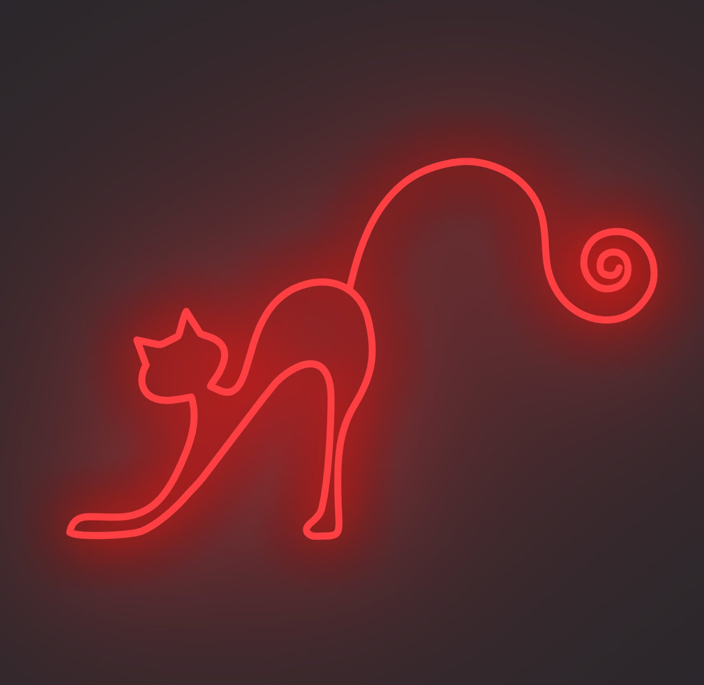 Playful Cat