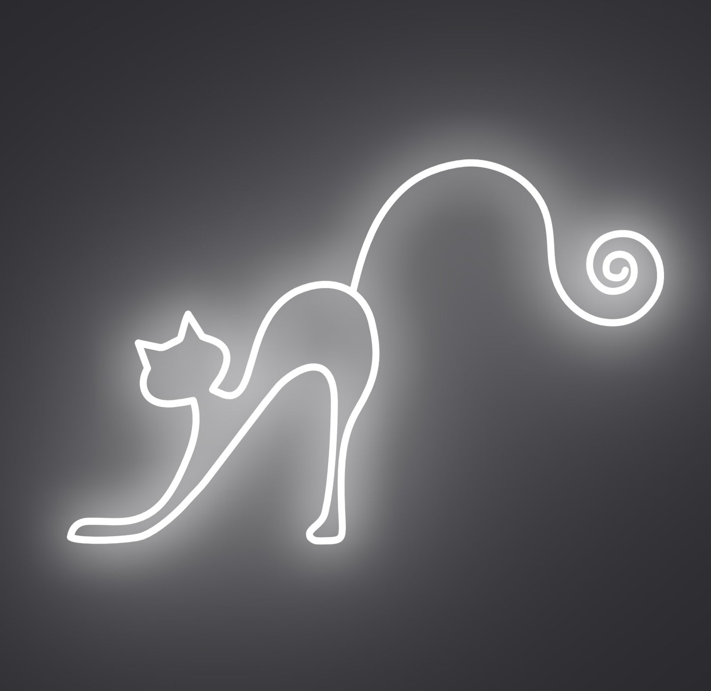Playful Cat
