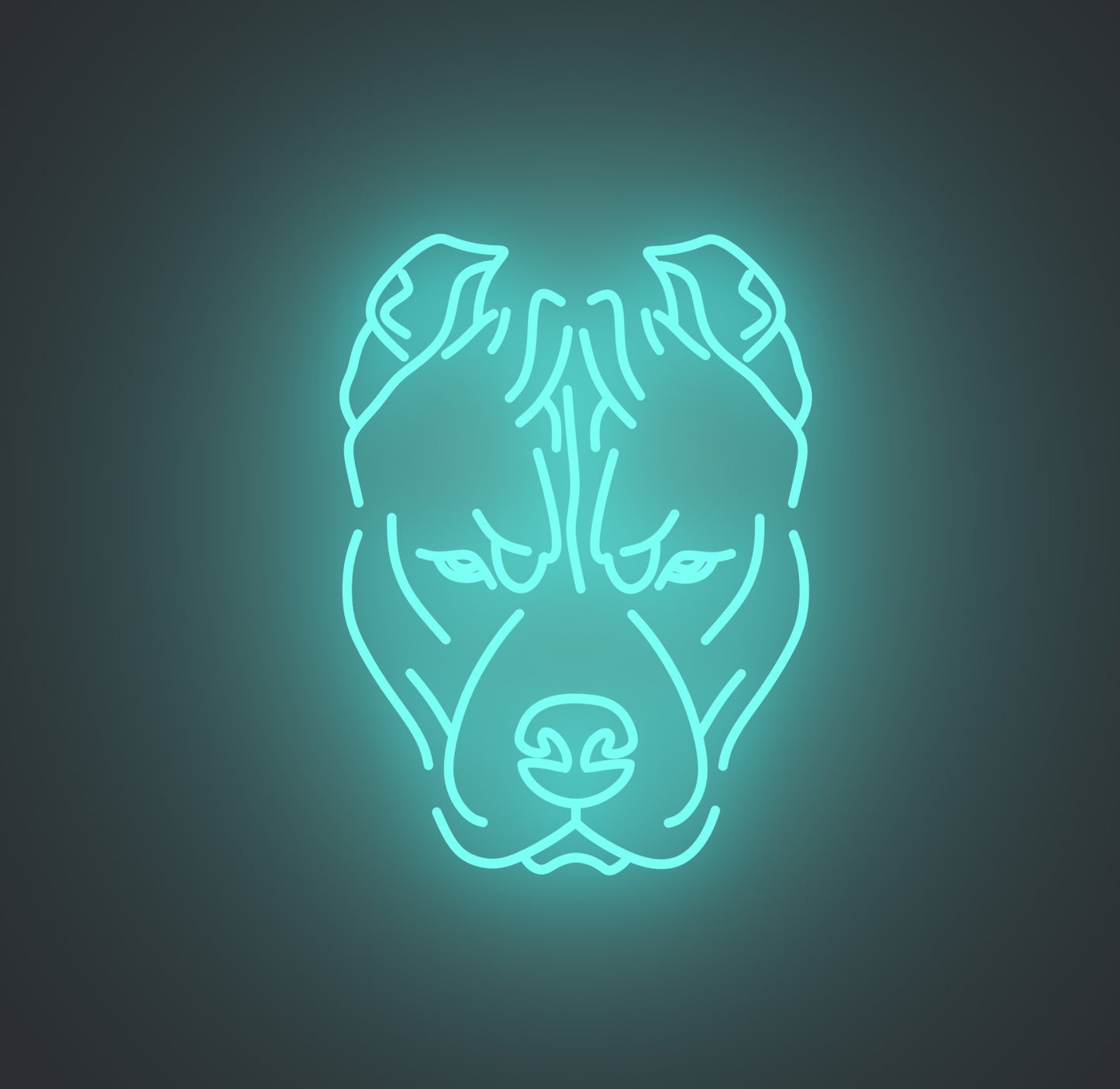Pitbull Dog