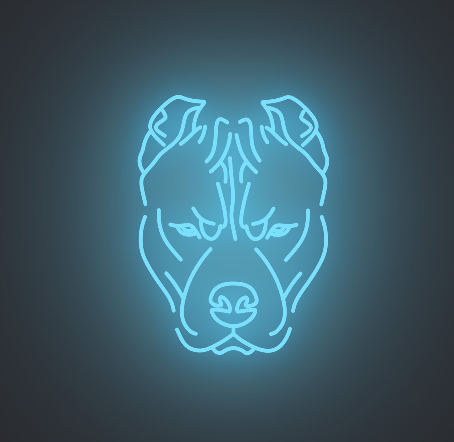 Pitbull Dog