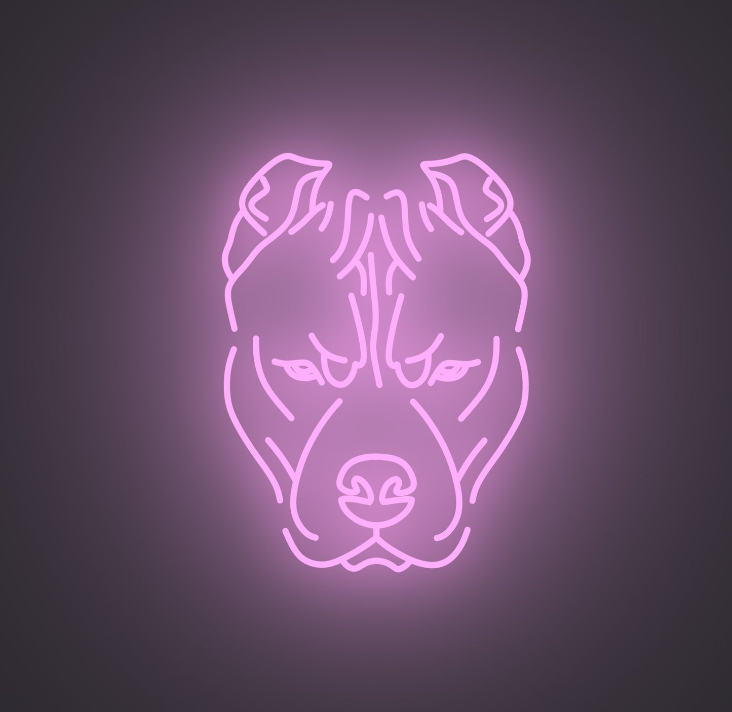 Pitbull Dog
