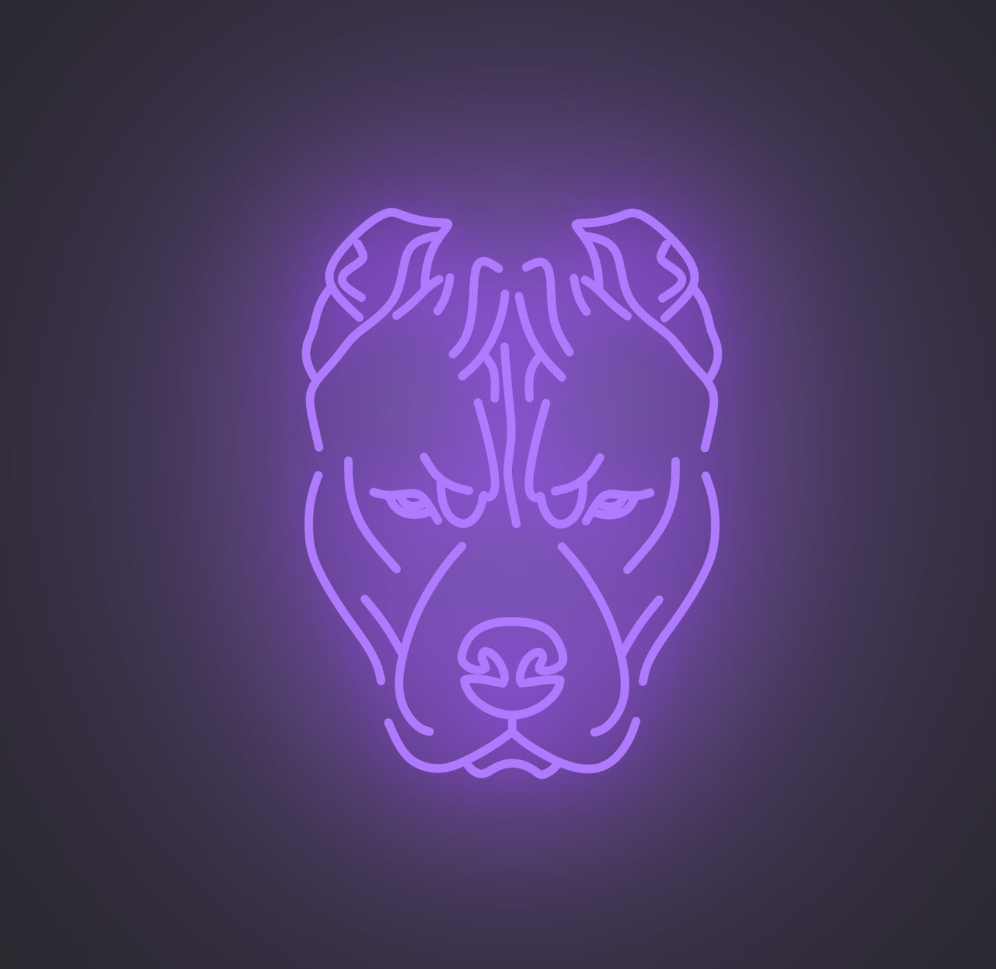 Pitbull Dog