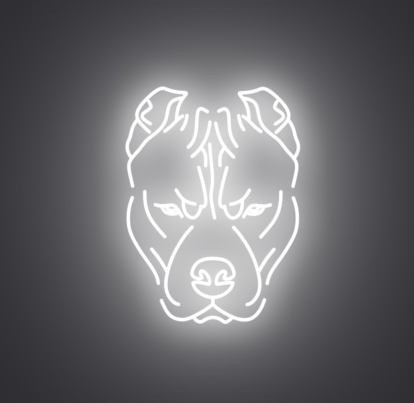 Pitbull Dog