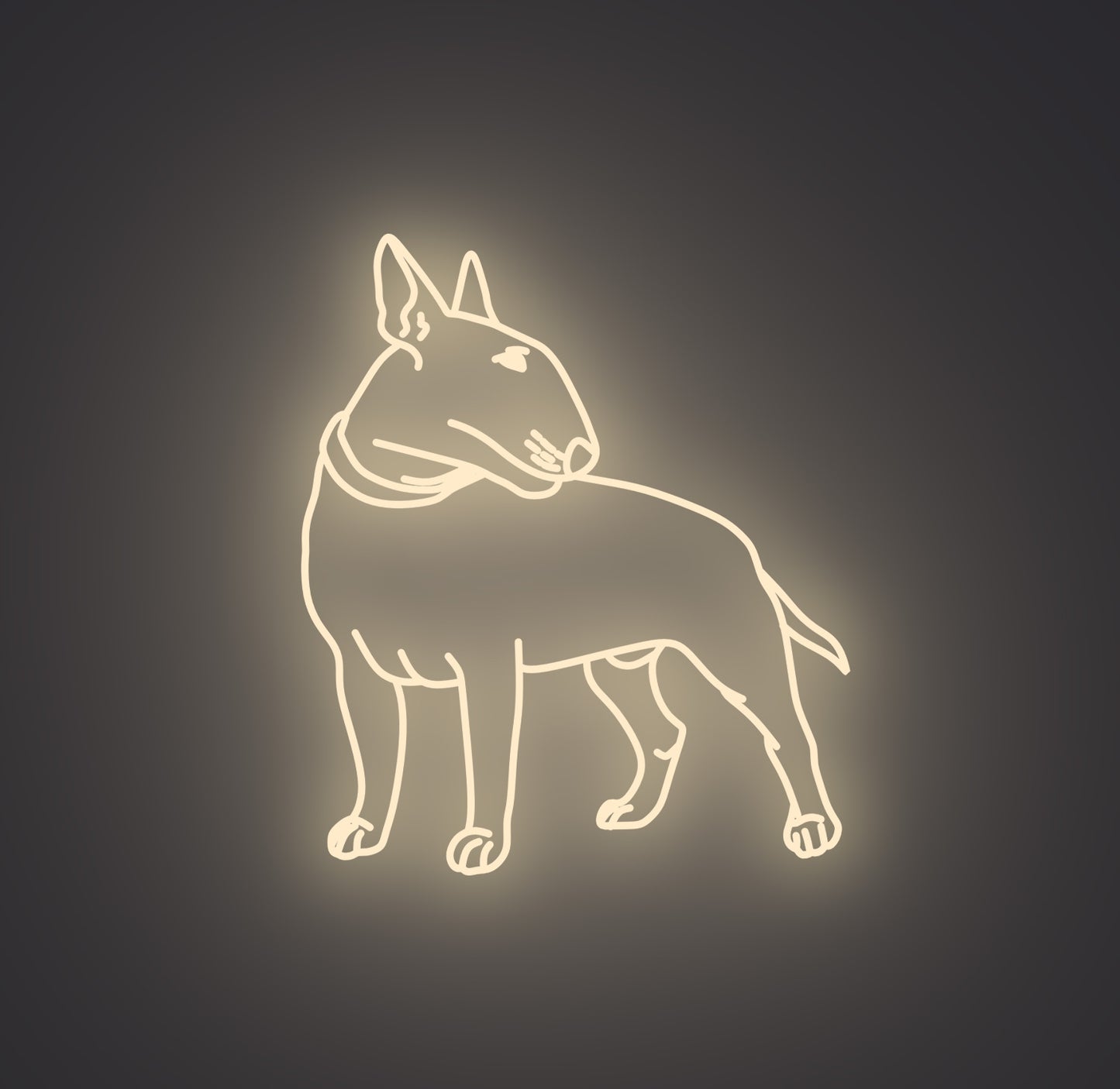 Bull Terrier Dog