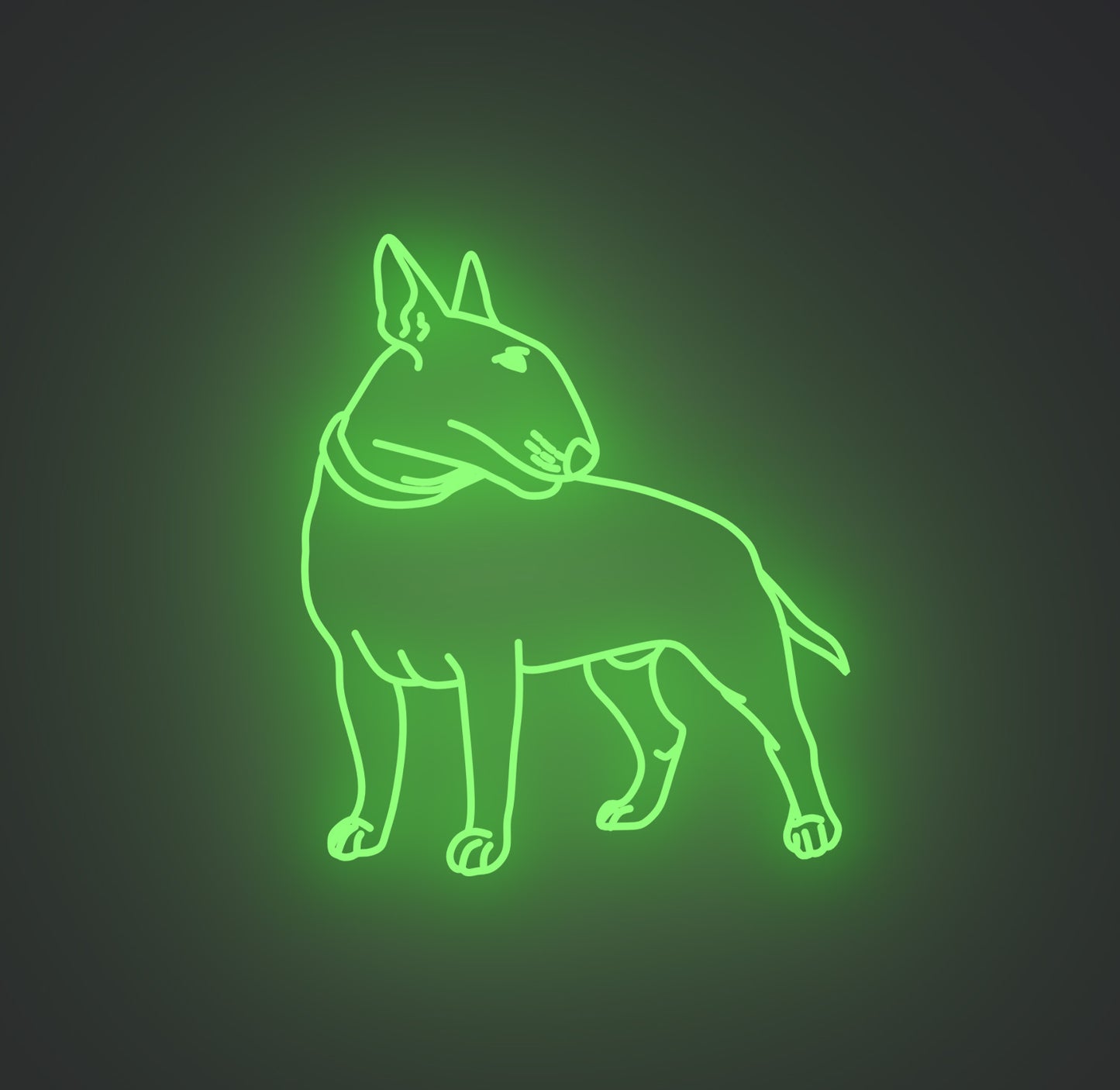 Bull Terrier Dog