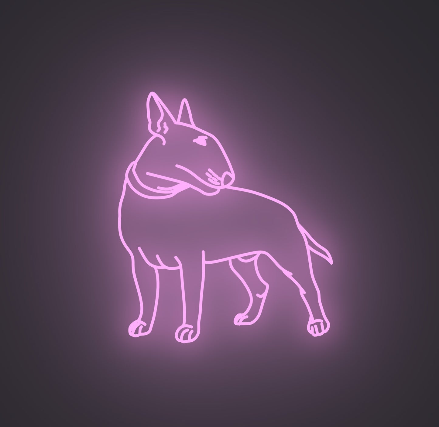Bull Terrier Dog