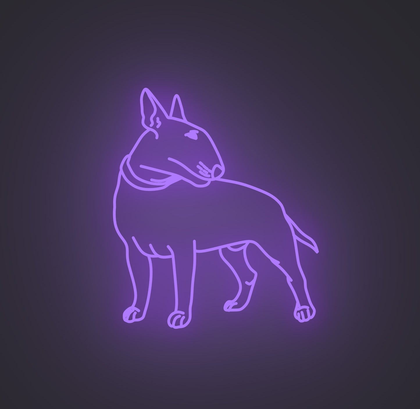 Bull Terrier Dog