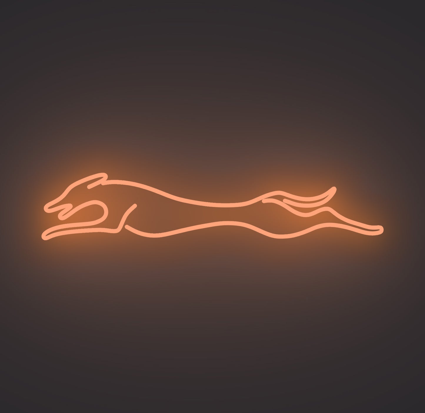 Greyhound Dog