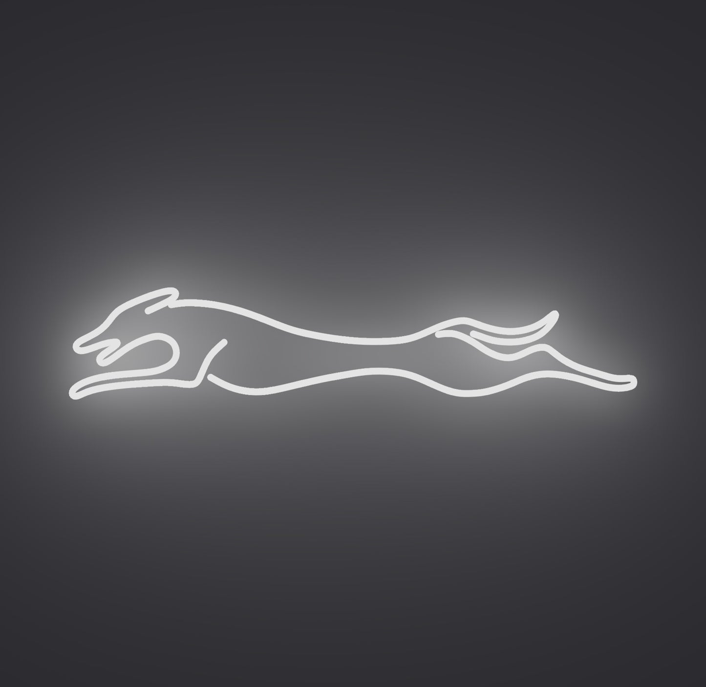 Greyhound Dog