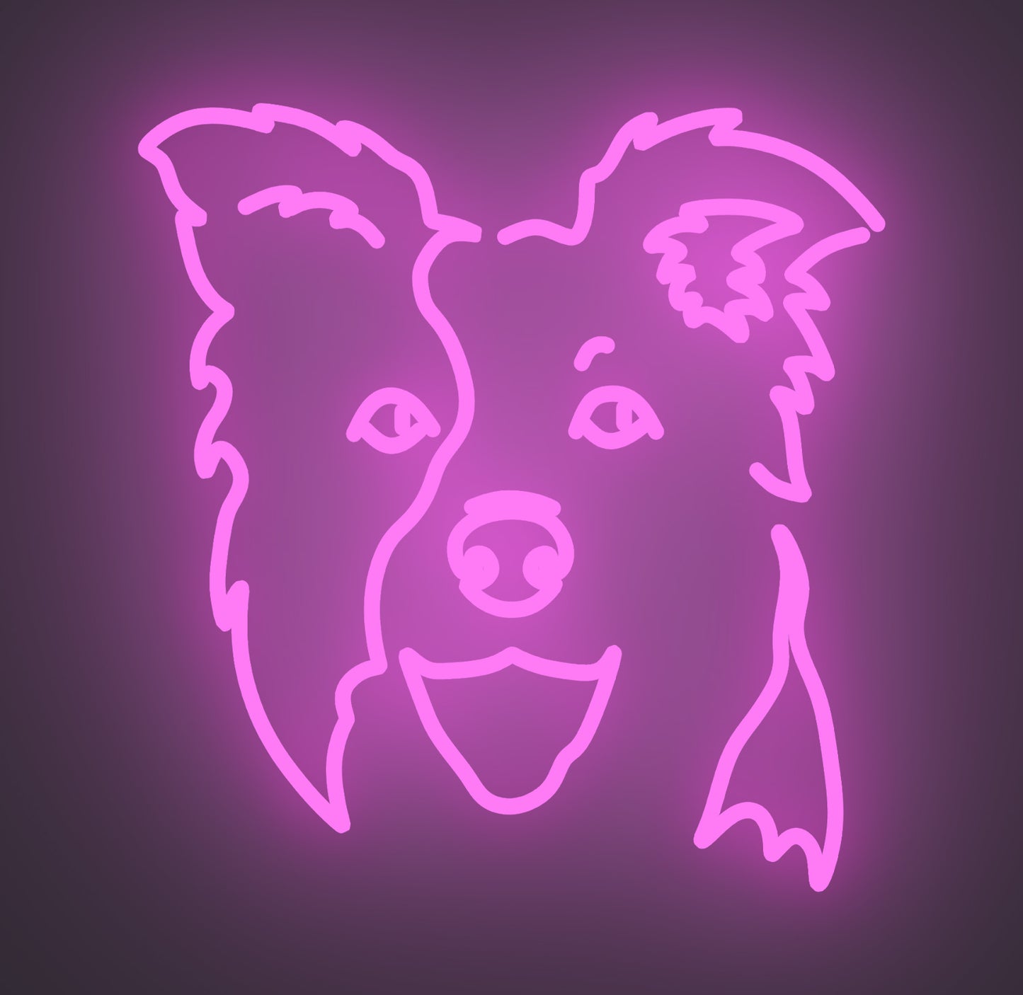 Border Collie Dog