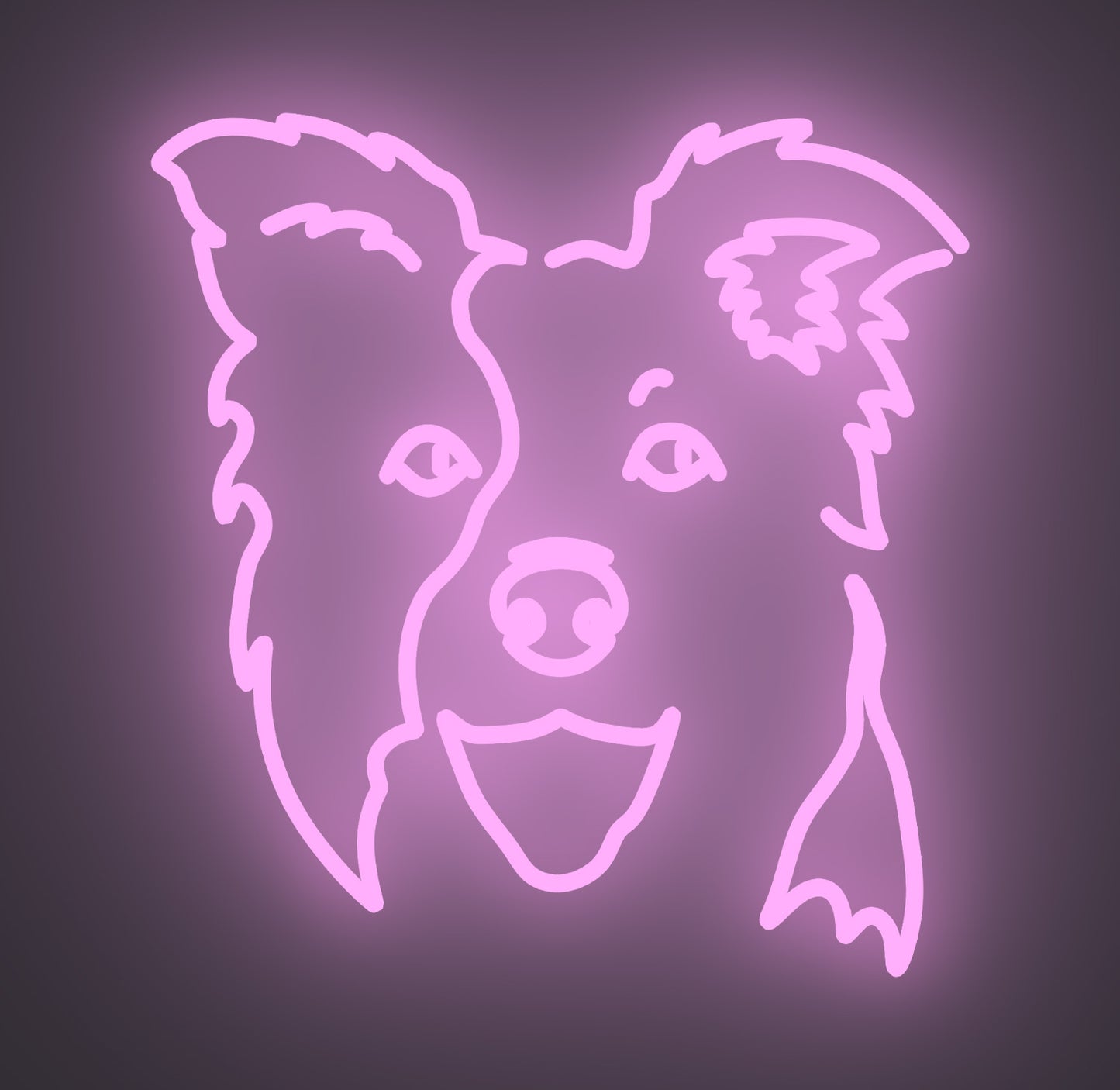 Border Collie Dog