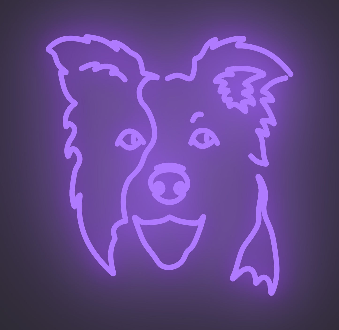 Border Collie Dog