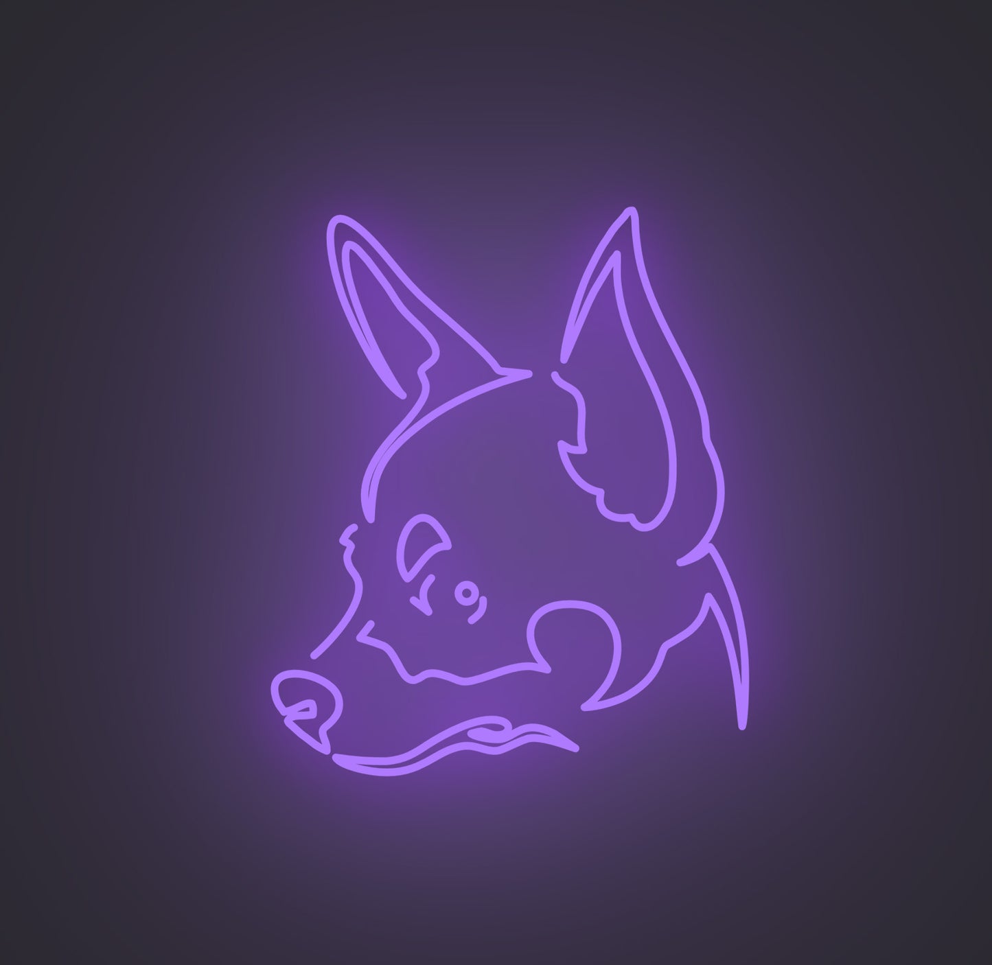 Chihuahua Dog