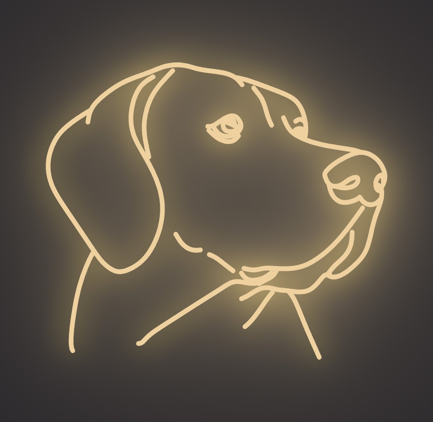 Labrador Retriever Dog 01