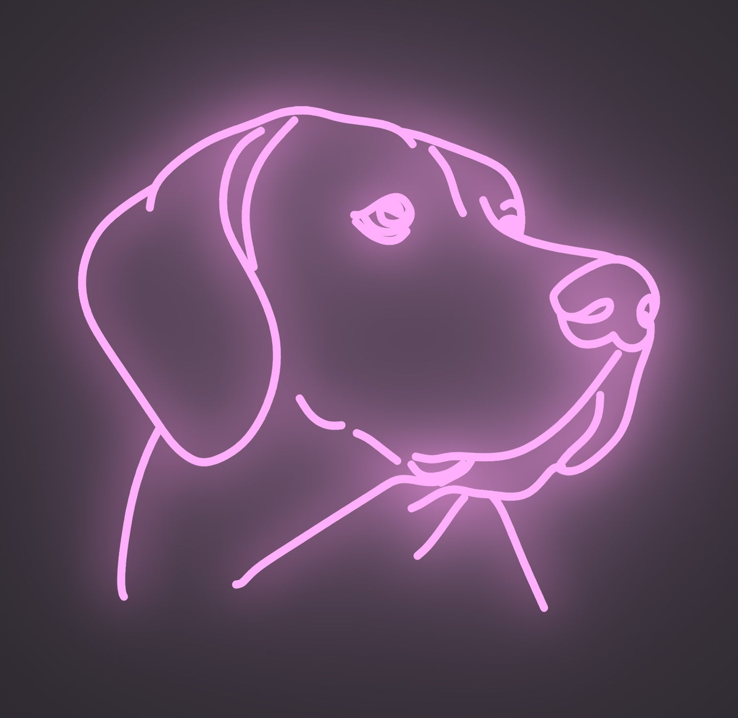 Labrador Retriever Dog 01