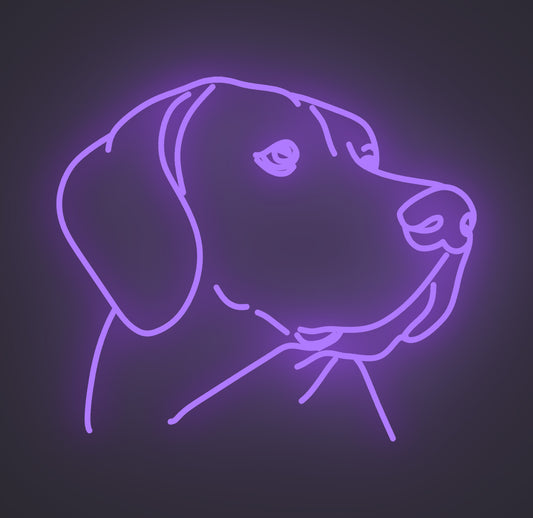 Labrador Retriever Dog 01