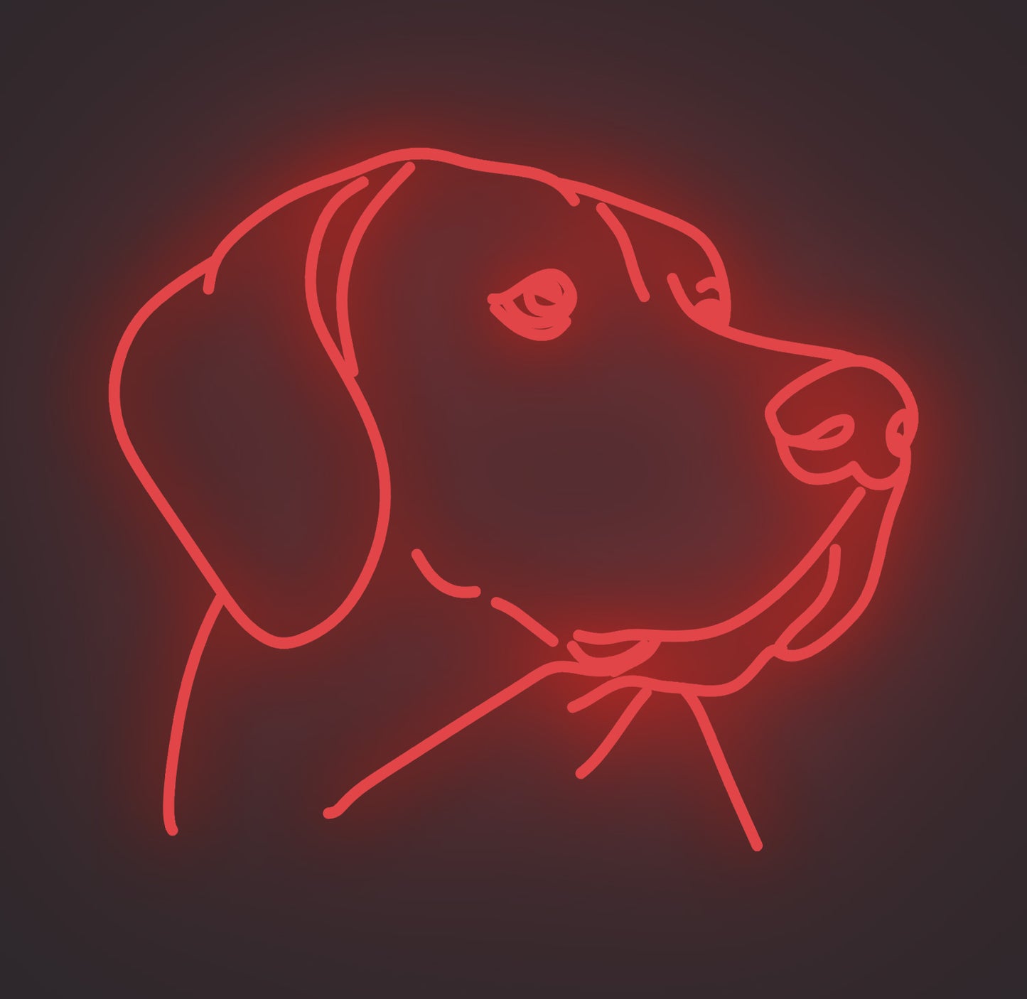 Labrador Retriever Dog 01