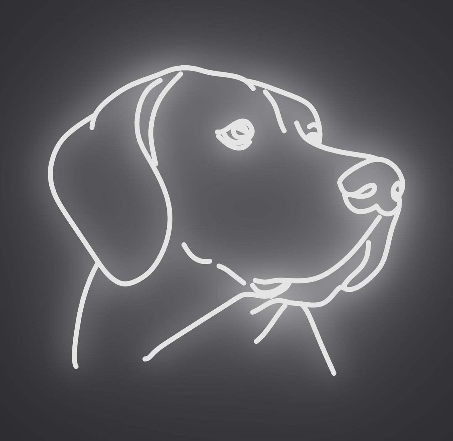 Labrador Retriever Dog 01