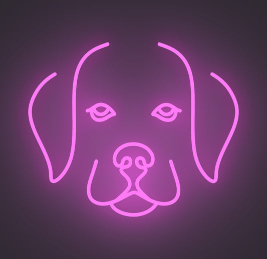 Labrador Retriever Puppy Dog