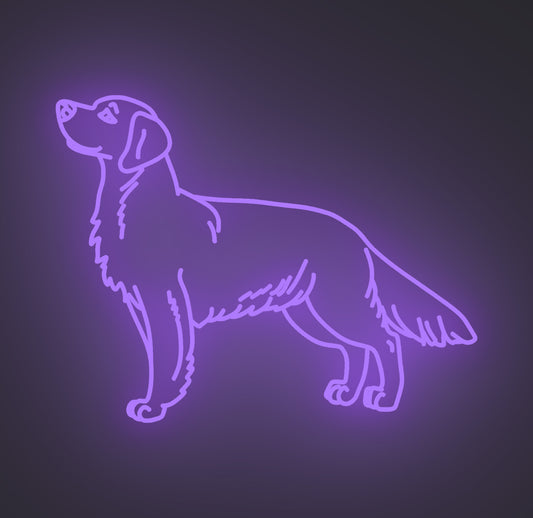Golden Retriever Dog 02