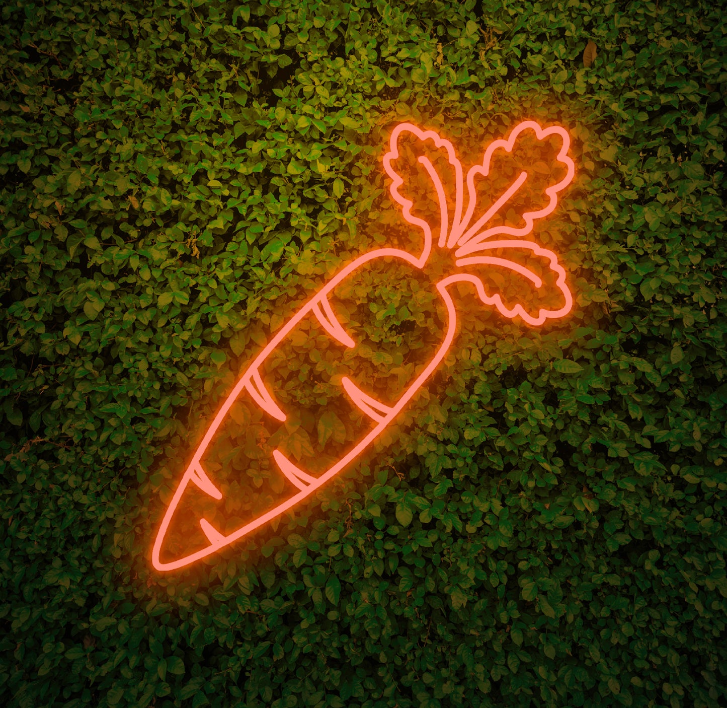 Carrot